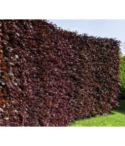 15 Meter Blutbuche ‘Purpurea‘, 60 X 125-150 Cm -Geschäft Für Pflanzensamenbedarf 7185523 WE MO 001 FagusSylvaticaPurpureaLuckner