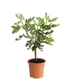 Bestseller -Geschäft Für Pflanzensamenbedarf 7186448 PR FS 001 FicusCaricaFeigePfaelzerStamm7LDehnerExpressHerzig