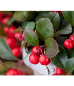 Rote Teppichbeere 14 Rote Teppichbeere -Geschäft Für Pflanzensamenbedarf 7192941 PR DE 001 ScheinbeereGaultheriaWunderlich