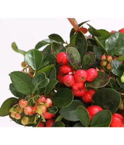 Rote Teppichbeere 15 Rote Teppichbeere -Geschäft Für Pflanzensamenbedarf 7192941 WE DE 001 GaultheriaProcumbensTeppichbeereDehnerExpressHerzig