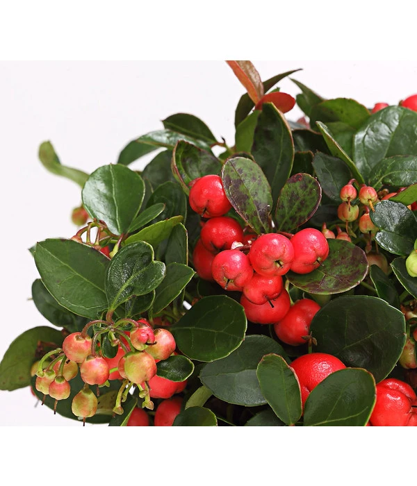 Rote Teppichbeere 9 Rote Teppichbeere – Bild 7