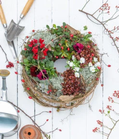 Rote Teppichbeere 11 Rote Teppichbeere -Geschäft Für Pflanzensamenbedarf 7192941 WE MO 001 RoteTeppichbeereGaultheria