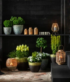 Ballonblume, Verschiedene Farben -Geschäft Für Pflanzensamenbedarf 7196199 WE MO 001 GinkgoBilobaTaxusBaccataEibeThujaTeddyLebensbaumKonifere