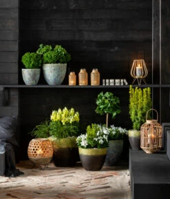 Ginkgobaum - Fächerblattbaum 'Mariken' -Geschäft Für Pflanzensamenbedarf 7196199 WE MO 001 GinkgoBilobaTaxusBaccataEibeThujaTeddyLebensbaumKonifere 2021 BL13