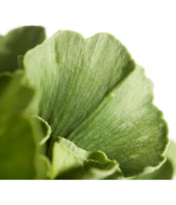 Ginkgobaum - Fächerblattbaum 'Mariken' -Geschäft Für Pflanzensamenbedarf 7196207 WE DE 001 GinkgoBilobaMariken2lDehnerExpressZS