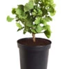 Ginkgobaum - Fächerblattbaum 'Mariken' -Geschäft Für Pflanzensamenbedarf 7196207 WE FS 001 GinkgoBilobaMariken2lDehnerExpressZS