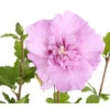 Hibiskus 'Lavender Chiffon®' - Garten-Eibisch -Geschäft Für Pflanzensamenbedarf 7213887 PR DE 001 HibiscusHibiskusLavenderChiffonDehner3LDehnerExpressHerzig