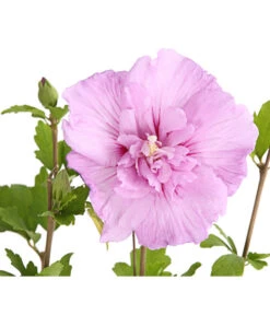 Hibiskus 'Lavender Chiffon®' - Garten-Eibisch