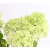 Rispen-Hortensie 'Magical Candle' -Geschäft Für Pflanzensamenbedarf 7219645 PR DE 001 HortensieHydrangeaMagicalCandle5LDehnerExpressHerzig