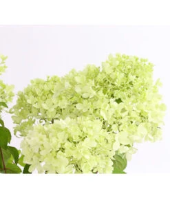 Rispen-Hortensie 'Magical Candle'