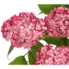 Schneeball-Hortensie 'Ruby Annabelle®' -Geschäft Für Pflanzensamenbedarf 7225329 PR DE 001 HydrangeaPaniculataRispenhortensieRubyAnnabell3LDehnerExpressHerzig
