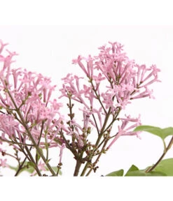 Chinesischer Zwerg-Flieder 'Palibin' -Geschäft Für Pflanzensamenbedarf 7274061 PR DE 001 SyringaFliederMeyeriPalibin3LDehnerExpressHerzig