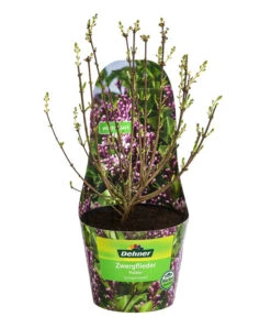 Chinesischer Zwerg-Flieder 'Palibin' -Geschäft Für Pflanzensamenbedarf 7274061 WE FS 001 SyringaMeyeriPalibinZwergDuftflieder3