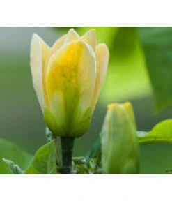 Duft-Magnolie 'Yellow Bird' -Geschäft Für Pflanzensamenbedarf 7275860 PR DE 001 MagnoliaYellowBirdLucknerRet