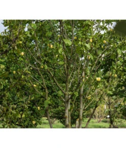 Duft-Magnolie 'Yellow Bird' -Geschäft Für Pflanzensamenbedarf 7275860 PR MO 001 MagnoliaYellowBirdLucknerRet