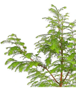 Dehner Urweltmammutbaum - Chinesisches Rotholz 7 Dehner Urweltmammutbaum - Chinesisches Rotholz -Geschäft Für Pflanzensamenbedarf 7293939 PR DE 001 MetasequoiaUrweltmammutbaumGlyptostroboides3LDehnerExpressHerzig