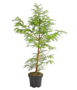 Dehner Urweltmammutbaum - Chinesisches Rotholz