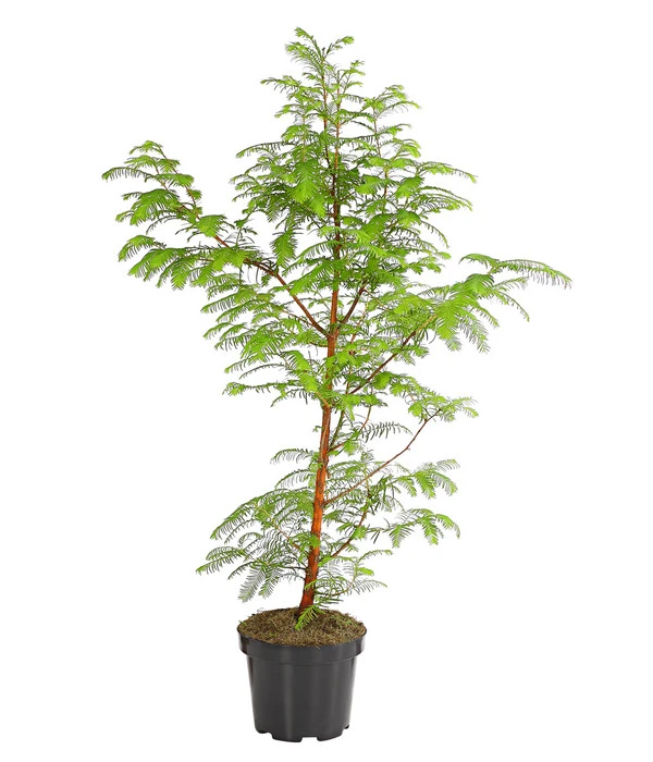 Dehner Urweltmammutbaum - Chinesisches Rotholz 3 Dehner Urweltmammutbaum - Chinesisches Rotholz