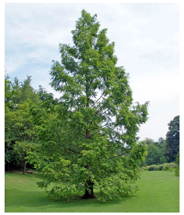 Dehner Urweltmammutbaum - Chinesisches Rotholz 4 Dehner Urweltmammutbaum - Chinesisches Rotholz – Bild 2