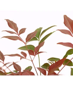 Heiliger Bambus 'Obsessed' -Geschäft Für Pflanzensamenbedarf 7296213 PR DE 001 HeiligerBambusNandinaDomesticaObsessed2LDehnerExpressHerzig