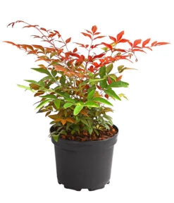 Heiliger Bambus 'Obsessed' -Geschäft Für Pflanzensamenbedarf 7296213 WE FS 001 HeiligerBambusNandinaDomesticaObsessed2L