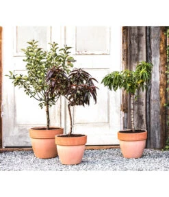 Bestseller -Geschäft Für Pflanzensamenbedarf 7357239 WE MO 001 PrunCistenaAllgreen