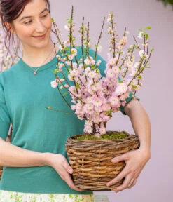 Mandelbäumchen 6 Mandelbäumchen -Geschäft Für Pflanzensamenbedarf 7372048 WE MO 001 Mandelbaeumchen