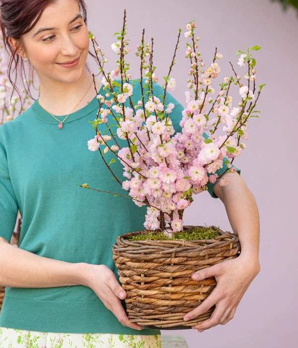 Mandelbäumchen 4 Mandelbäumchen – Bild 2