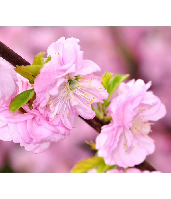 Mandelbäumchen 3 Mandelbäumchen