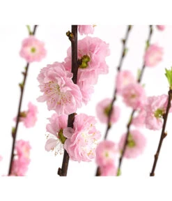 Mandelbäumchen 7 Mandelbäumchen -Geschäft Für Pflanzensamenbedarf 7372113 WE DE 001 PrunusZierkirscheTrilobaStamm7LDehnerExpressHerzig