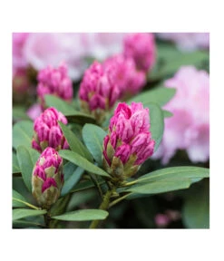 Rhododendron, 10 L 7 Rhododendron, 10 L -Geschäft Für Pflanzensamenbedarf 7431885 PR DE 017 RhododendronRosaLuckner