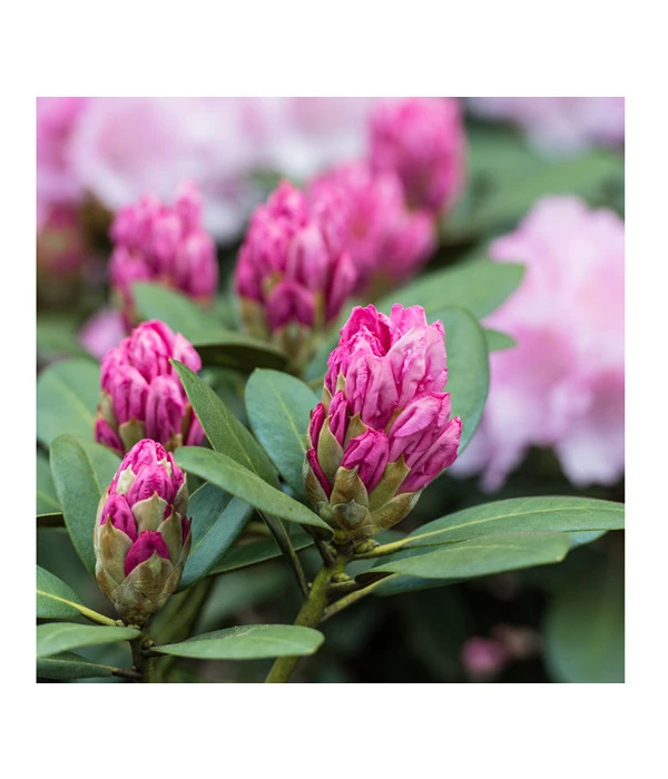 Rhododendron, 10 L 5 Rhododendron, 10 L – Bild 3