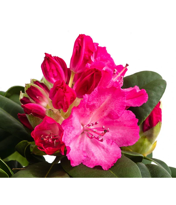 Rhododendron, 10 L 4 Rhododendron, 10 L – Bild 2