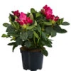Rhododendron, 10 L -Geschäft Für Pflanzensamenbedarf 7431885 WE FS 001 RhododendronRosa10L