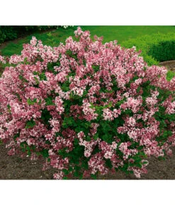 Chinesischer Zwerg-Flieder 'Palibin' -Geschäft Für Pflanzensamenbedarf 7489792 BildFS 001 ChinesischerZwergFliederSyrMeyeriPalibin