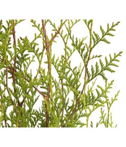 7 Meter Lebensbaum 'Brabant', 14 X Ca. 125-150 Cm 7 7 Meter Lebensbaum 'Brabant', 14 X Ca. 125-150 Cm -Geschäft Für Pflanzensamenbedarf 7511009 WE DE 001 LebensbaumThujaOccidentalisBrabant3L