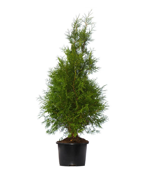 7 Meter Lebensbaum 'Brabant', 14 X Ca. 125-150 Cm 4 7 Meter Lebensbaum 'Brabant', 14 X Ca. 125-150 Cm – Bild 2