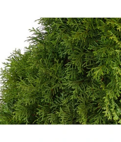 20 Meter Lebensbaum 'Smaragd', 80 X Ca. 40-60 Cm 11 20 Meter Lebensbaum 'Smaragd', 80 X Ca. 40-60 Cm -Geschäft Für Pflanzensamenbedarf 7513534 WE DE 001 ThujaLebensbaumOccidentalisSmaragd20LDehnerExpressHerzig