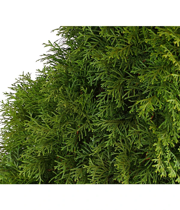 20 Meter Lebensbaum 'Smaragd', 80 X Ca. 40-60 Cm 7 20 Meter Lebensbaum 'Smaragd', 80 X Ca. 40-60 Cm – Bild 5