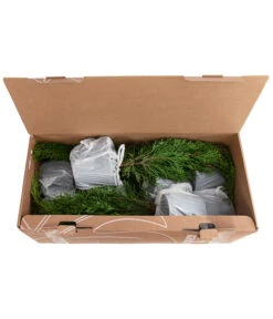 1 Meter Lebensbaum 'Smaragd', 4 X Ca. 60-70 Cm -Geschäft Für Pflanzensamenbedarf 7515711 PR FS 002 ThujaSmaragd1MeterDehnerExpressHerzig