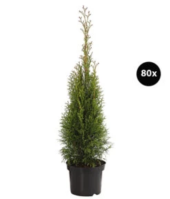 20 Meter Lebensbaum 'Smaragd', 80 X Ca. 40-60 Cm