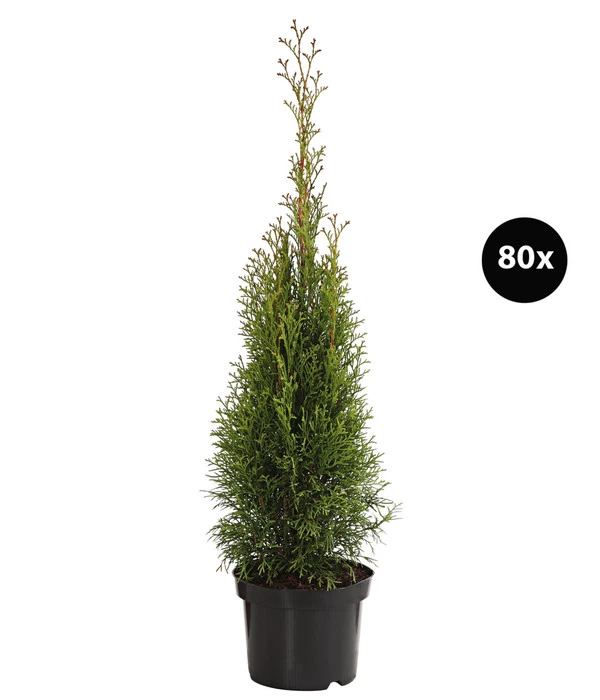 20 Meter Lebensbaum 'Smaragd', 80 X Ca. 40-60 Cm 3 20 Meter Lebensbaum 'Smaragd', 80 X Ca. 40-60 Cm