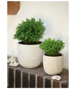 Lebensbaum 'Teddy' -Geschäft Für Pflanzensamenbedarf 7517402 PR MO 001 ThujaLebensbaumTeddy9cmHerzig