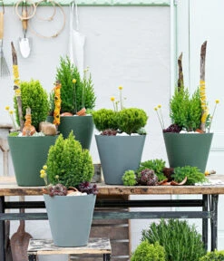 Lebensbaum 'Teddy' -Geschäft Für Pflanzensamenbedarf 7517402 WE MO 001 Koniferen