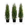 1 Meter Lebensbaum 'Smaragd', 3 X Ca. 80-100 Cm 2 1 Meter Lebensbaum 'Smaragd', 3 X Ca. 80-100 Cm -Geschäft Für Pflanzensamenbedarf 7517634 WE FS 002 ThujaSmaragd1