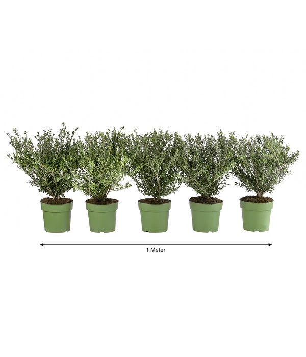 1 Meter Berg-Ilex 'Glory Gem', 5 X Ca. 35 Cm 3 1 Meter Berg-Ilex 'Glory Gem', 5 X Ca. 35 Cm