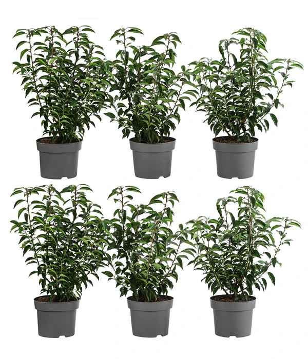 2 Meter Portugiesischer Kirschlorbeer 'Angustifolia', 6 X Ca. 40-60 Cm 3 2 Meter Portugiesischer Kirschlorbeer 'Angustifolia', 6 X Ca. 40-60 Cm