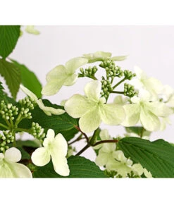 Japanischer Schneeball 'Kilimandjaro' -Geschäft Für Pflanzensamenbedarf 7533458 WE DE 001 ViburnumPlicatumImmergruenerSchneeballKilimandjaro3LDehnerExpressHerzig