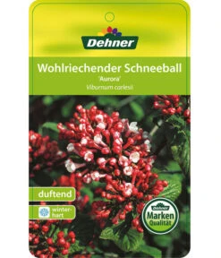 Duft-Schneeball 'Aurora' -Geschäft Für Pflanzensamenbedarf 7534274 DuftschneeballAurora Etikett 01