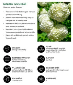 Gefüllter Schneeball 'Roseum' -Geschäft Für Pflanzensamenbedarf 7536592 WE IG 001 GefuellterSchneeball
